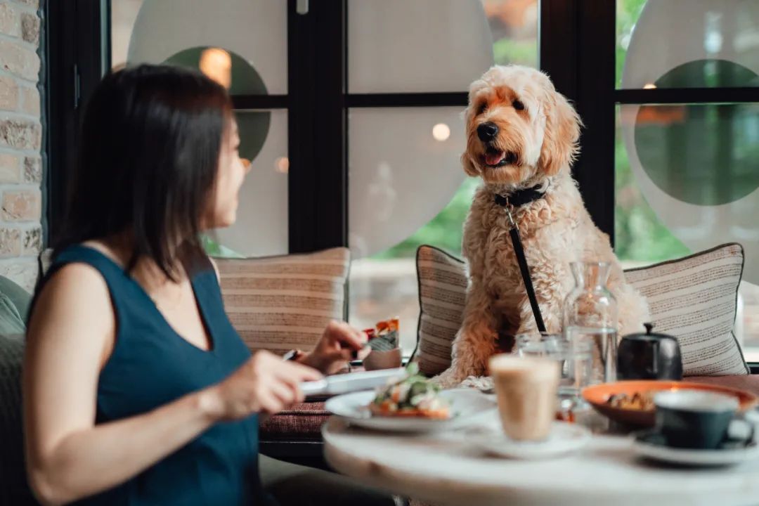 Siêu thị, khách sạn dành riêng cho thú cưng nở rộ- Ảnh 2.