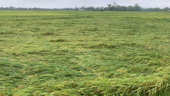 Sét đánh chết 4 con hươu, lốc xoáy cuốn rạp đám cưới đổ sập- Ảnh 1.
