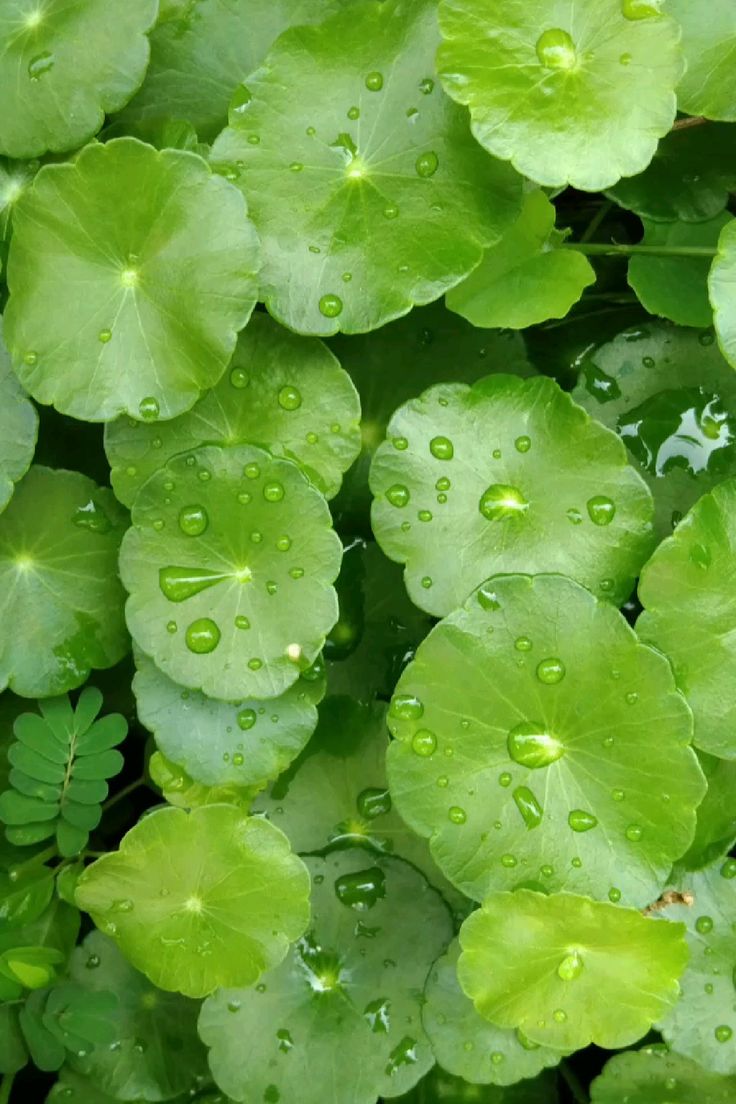 Một loại rau rẻ từ vườn tới chợ là “thành phần vàng” bổ trợ cho kem chống nắng, kích da thêm sáng mịn- Ảnh 3.