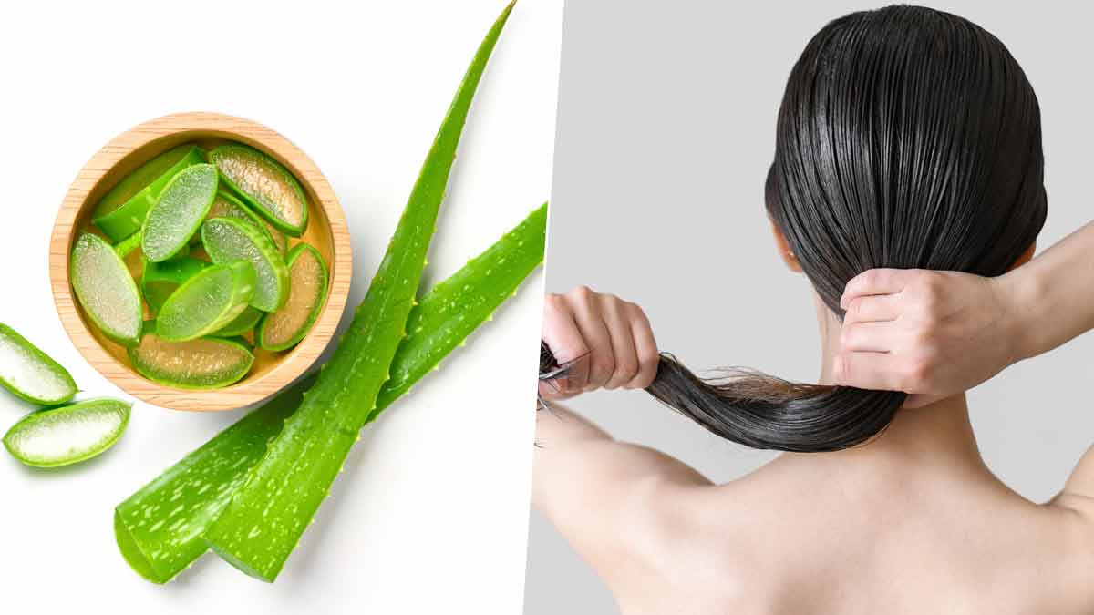 Việt Nam có loại cây chống rụng tóc, phục hồi hư tổn cực tốt: Biết dùng còn 'đánh bay' mỡ máu, tiểu đường- Ảnh 1. Việt Nam có loại cây chống rụng tóc, phục hồi hư tổn cực tốt: Biết dùng còn 'đánh bay' mỡ máu, tiểu đường- Ảnh 1.