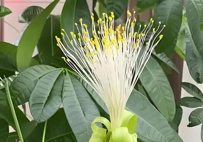 Nhà có 7 loại cây nở hoa, gia chủ "đổi vận" thăng quan phát tài, tiền tụ như mây kéo!- Ảnh 2.