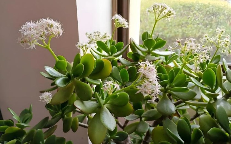 Nhà có 7 loại cây nở hoa, gia chủ "đổi vận" thăng quan phát tài, tiền tụ như mây kéo!- Ảnh 1.