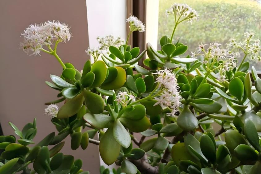 Nhà có 7 loại cây nở hoa, gia chủ "đổi vận" thăng quan phát tài, tiền tụ như mây kéo!- Ảnh 4.