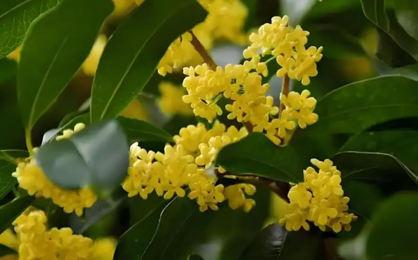 Nhà có 7 loại cây nở hoa, gia chủ "đổi vận" thăng quan phát tài, tiền tụ như mây kéo!- Ảnh 3.