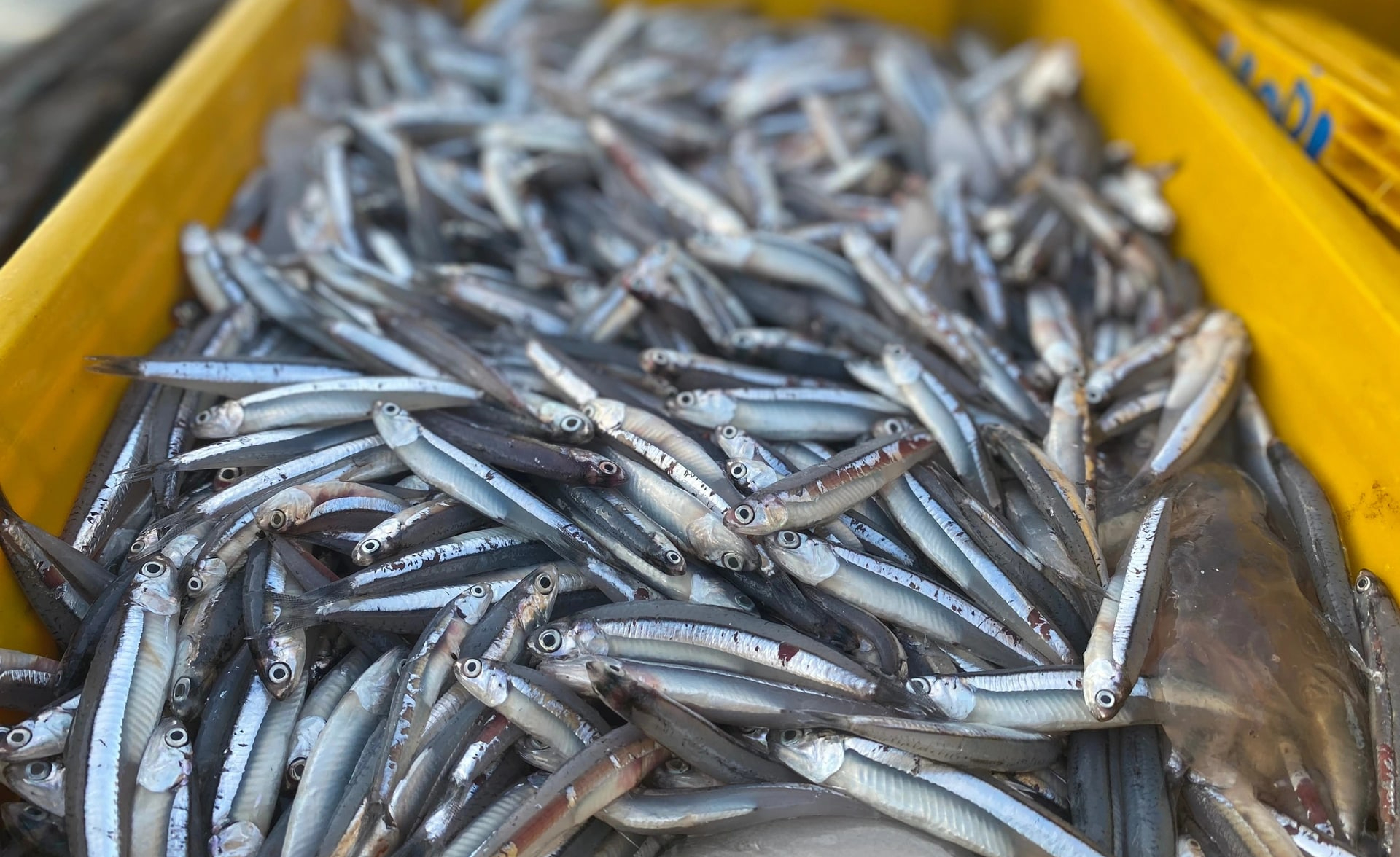 3 loại cá 
