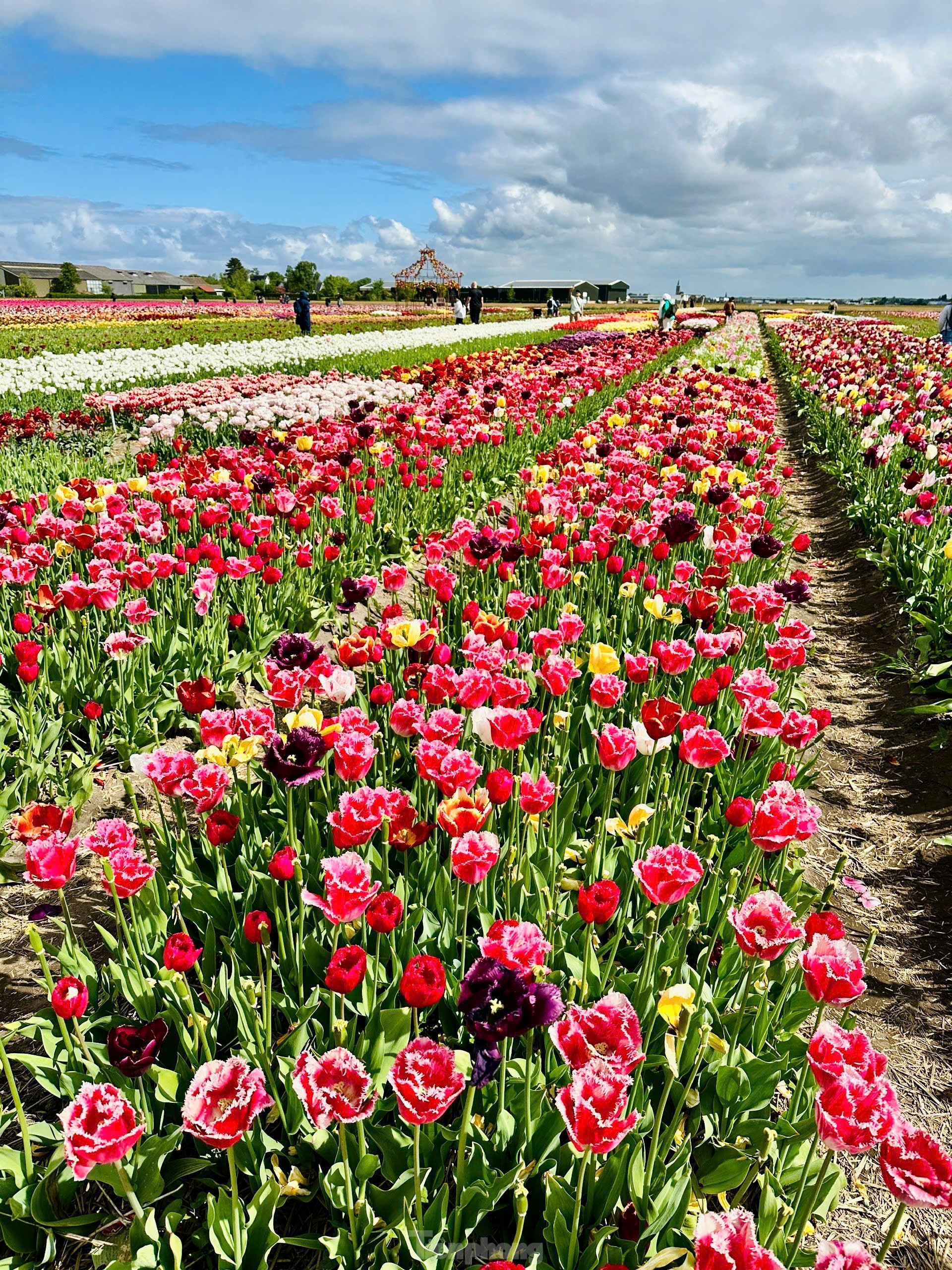 Người Việt lạc lối giữa cánh đồng hoa tulip như cổ tích ở Hà Lan- Ảnh 3.