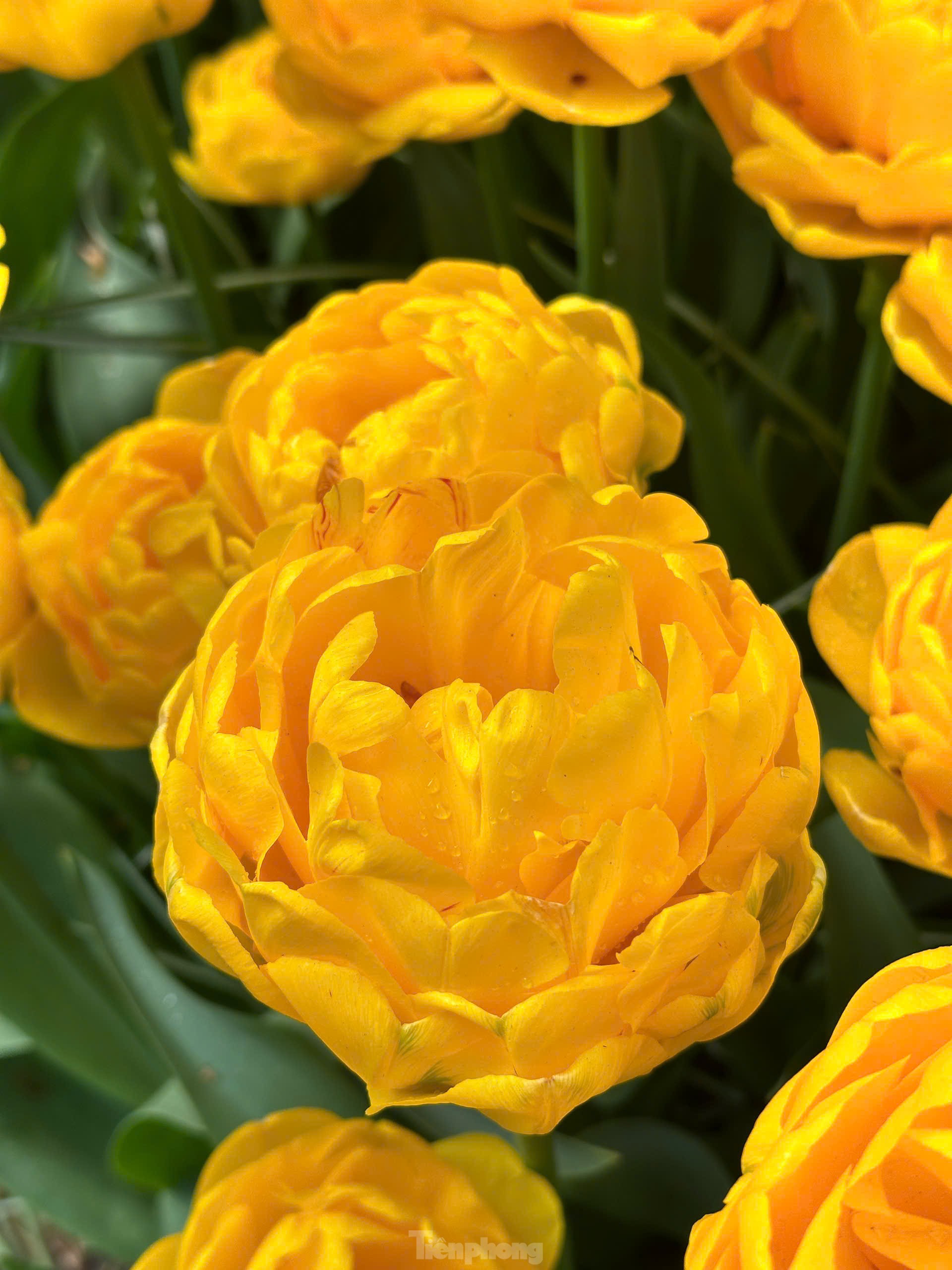Người Việt lạc lối giữa cánh đồng hoa tulip như cổ tích ở Hà Lan- Ảnh 8.