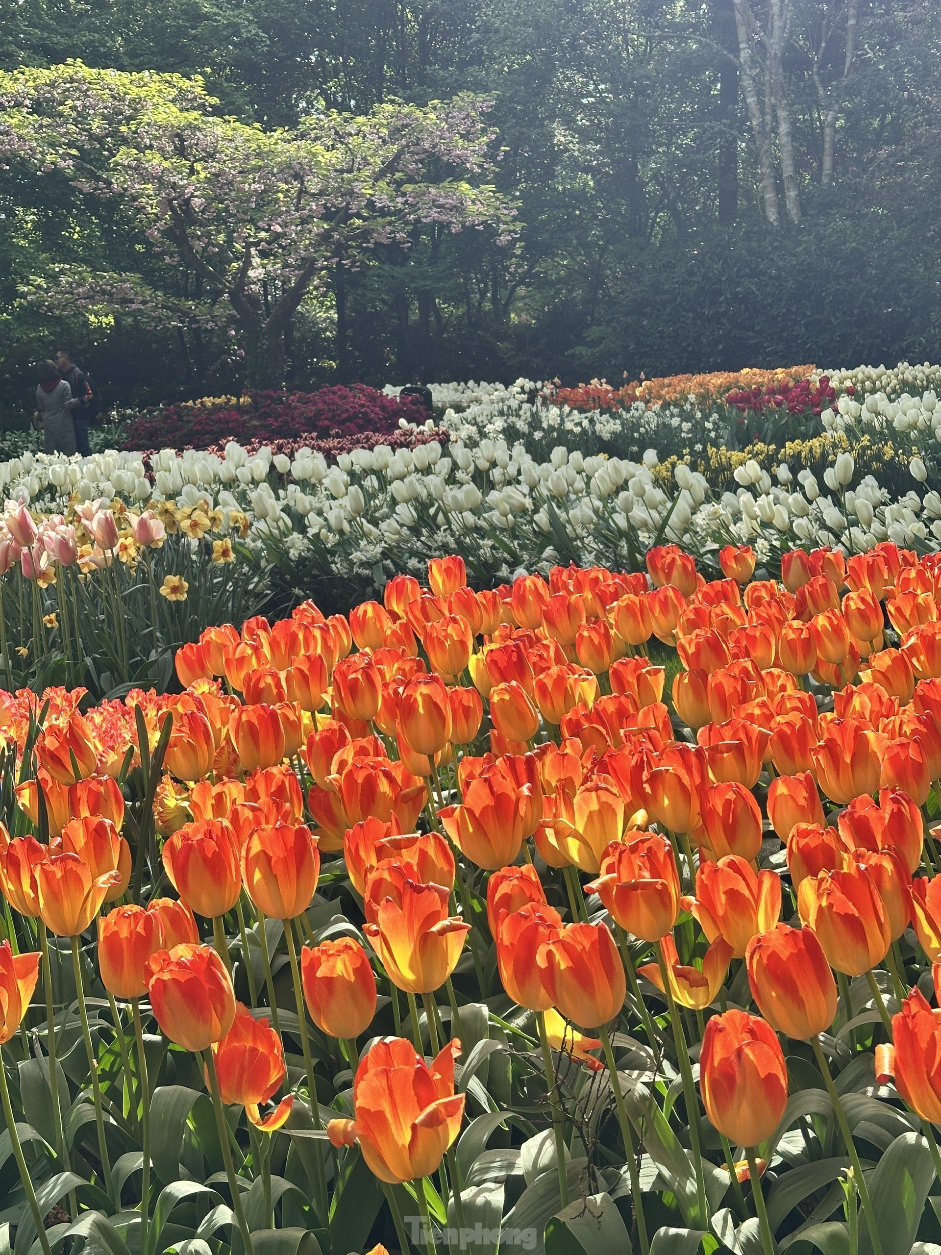 Người Việt lạc lối giữa cánh đồng hoa tulip như cổ tích ở Hà Lan- Ảnh 5.