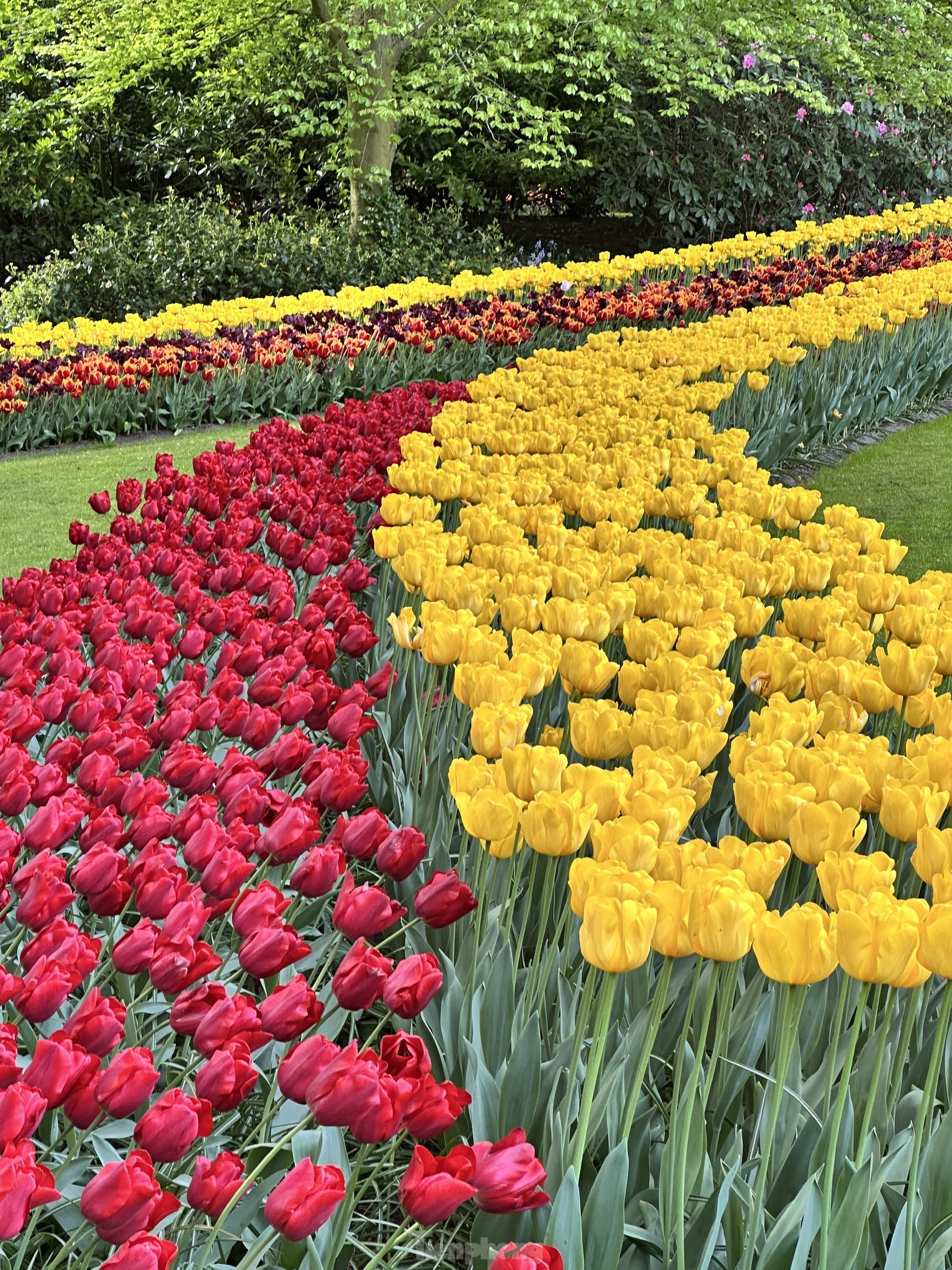 Người Việt lạc lối giữa cánh đồng hoa tulip như cổ tích ở Hà Lan- Ảnh 4.