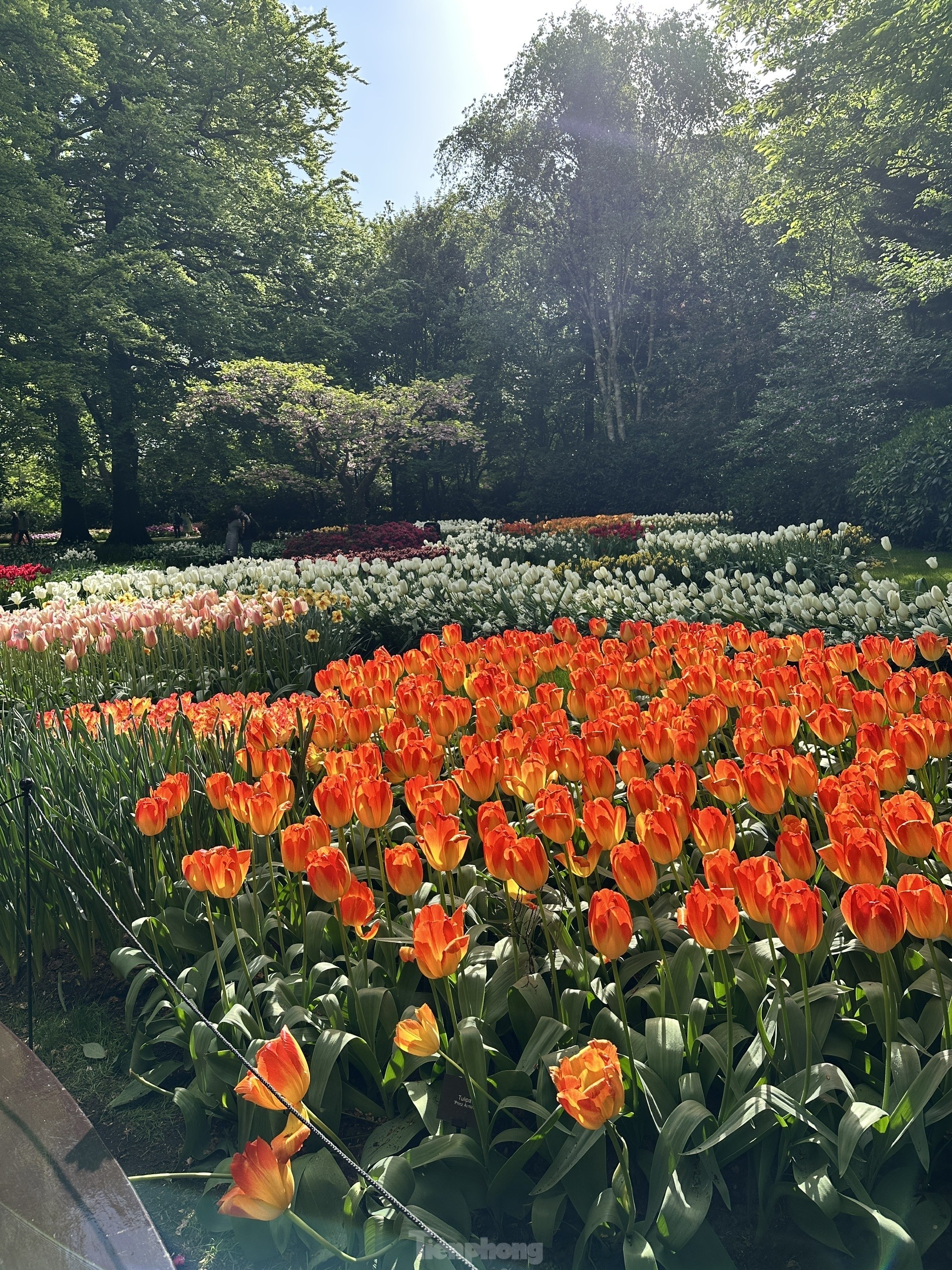 Người Việt lạc lối giữa cánh đồng hoa tulip như cổ tích ở Hà Lan- Ảnh 7.