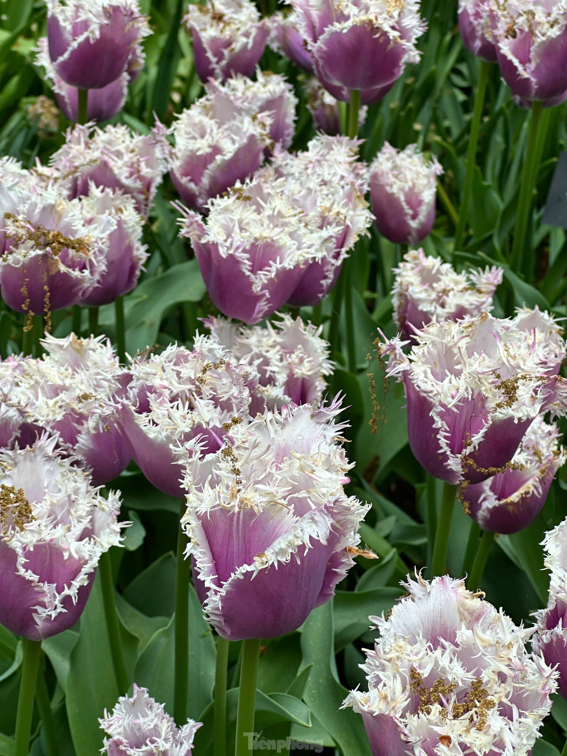 Người Việt lạc lối giữa cánh đồng hoa tulip như cổ tích ở Hà Lan- Ảnh 9.