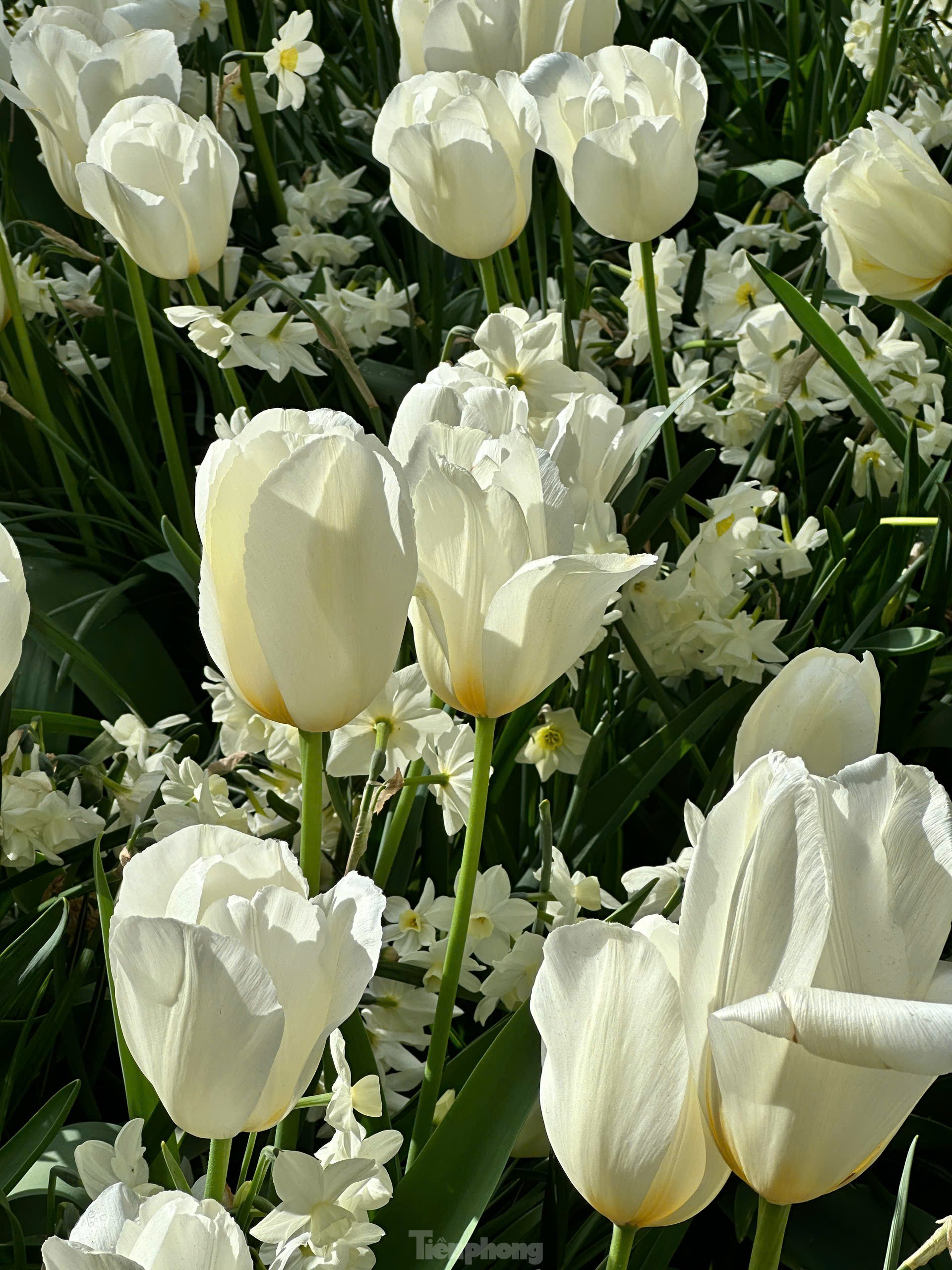 Người Việt lạc lối giữa cánh đồng hoa tulip như cổ tích ở Hà Lan- Ảnh 10.