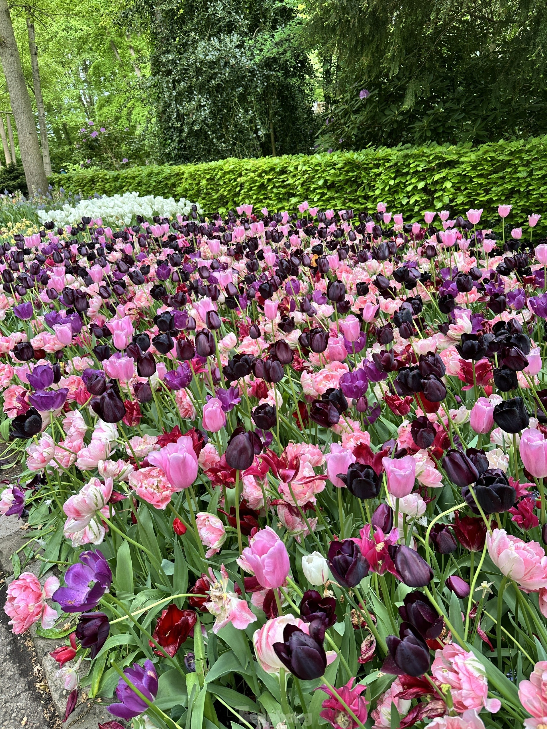 Người Việt lạc lối giữa cánh đồng hoa tulip như cổ tích ở Hà Lan- Ảnh 6.