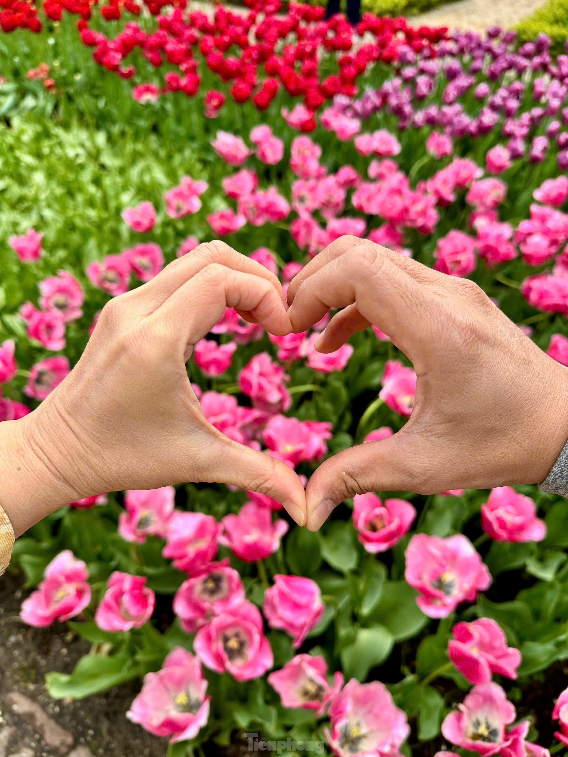 Người Việt lạc lối giữa cánh đồng hoa tulip như cổ tích ở Hà Lan- Ảnh 2.