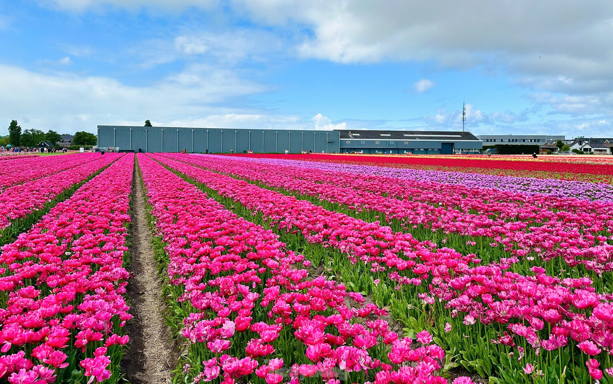 Người Việt lạc lối giữa cánh đồng hoa tulip như cổ tích ở Hà Lan- Ảnh 12.