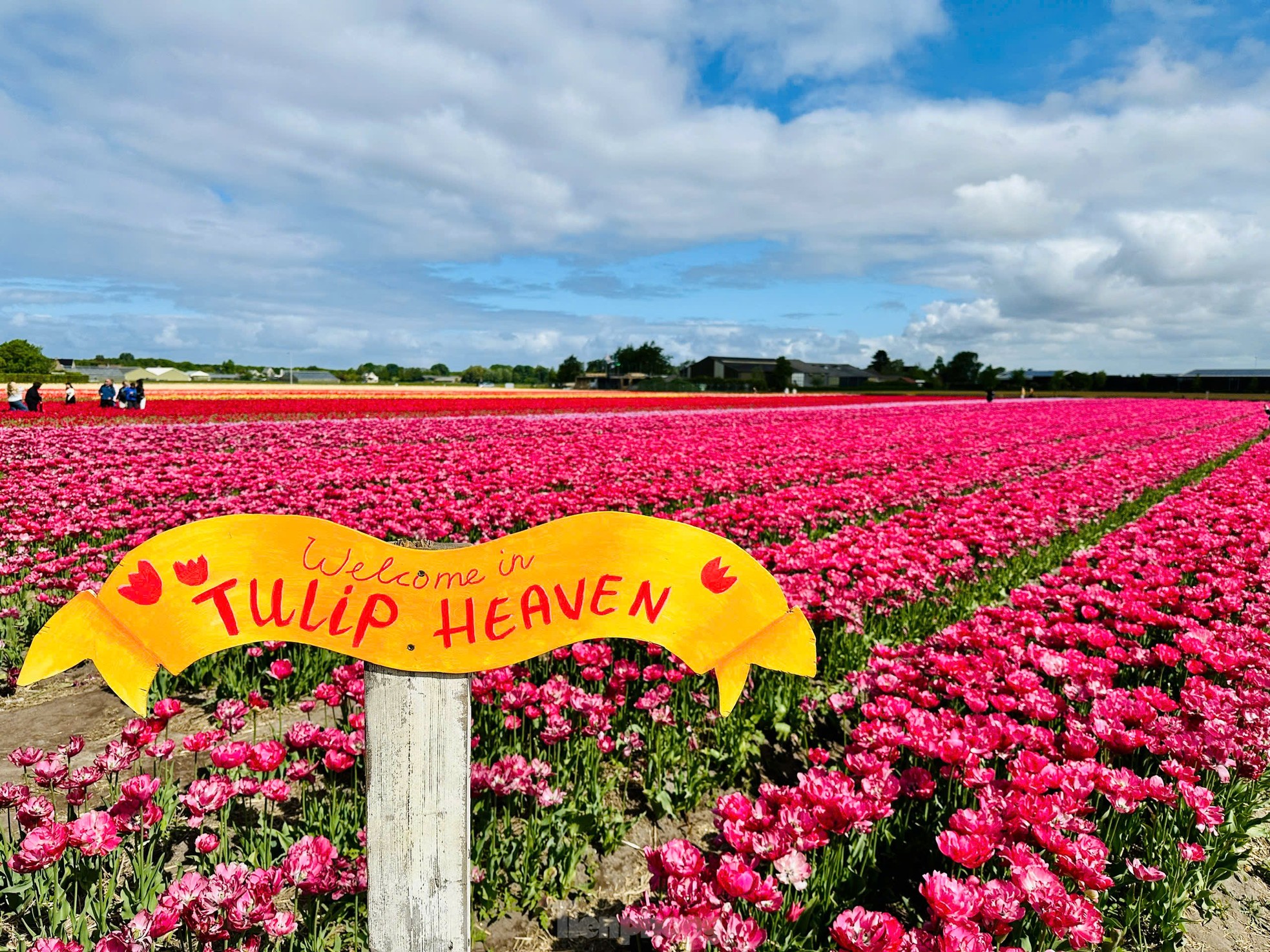 Người Việt lạc lối giữa cánh đồng hoa tulip như cổ tích ở Hà Lan- Ảnh 13.