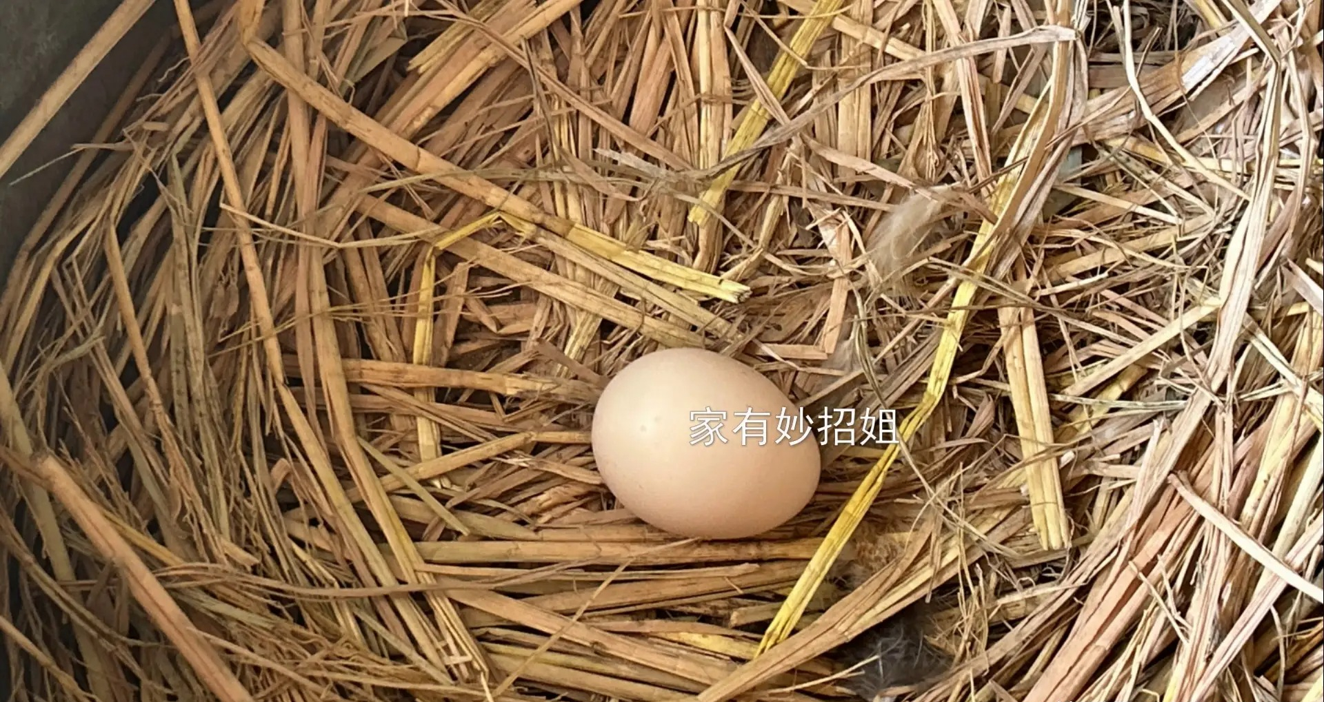 Mua trứng gà: Chọn quả to hay nhỏ? Người chăn nuôi tiết lộ bí mật, đừng ai mua sai nữa!- Ảnh 3.