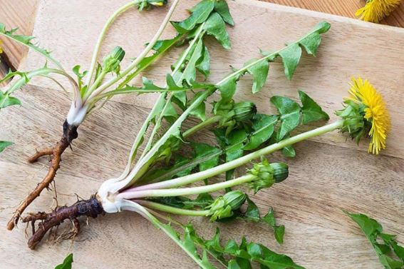 Cây dại ven đường ở Việt Nam sang nước ngoài hóa đặc sản đắt đỏ, Mỹ đánh giá 