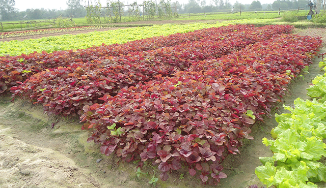 Việt Nam có loại rau nhiều sắt hơn thịt bò, được Trung Quốc quý như “vàng”: Tốt cho gan, bảo vệ tim- Ảnh 1. Việt Nam có loại rau nhiều sắt hơn thịt bò, được Trung Quốc quý như “vàng”: Tốt cho gan, bảo vệ tim- Ảnh 1.