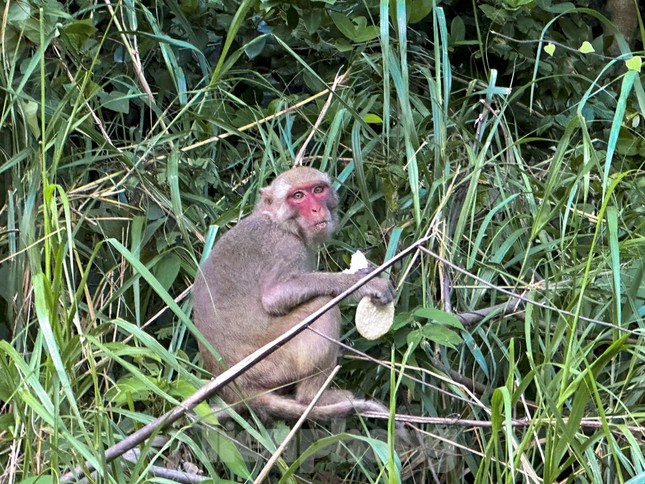 T&aacute;i diễn vấn nạn du kh&aacute;ch tới b&aacute;n đảo Sơn Tr&agrave; cho khỉ ăn- Ảnh 4.