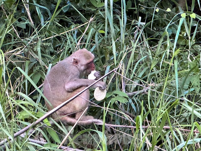 T&aacute;i diễn vấn nạn du kh&aacute;ch tới b&aacute;n đảo Sơn Tr&agrave; cho khỉ ăn- Ảnh 3.
