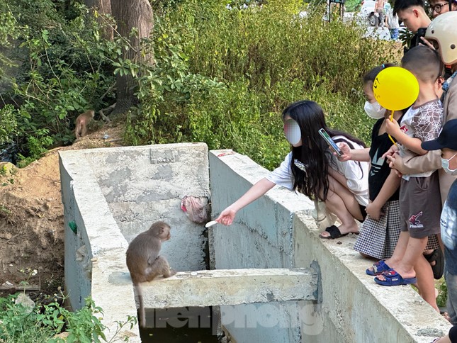 T&aacute;i diễn vấn nạn du kh&aacute;ch tới b&aacute;n đảo Sơn Tr&agrave; cho khỉ ăn- Ảnh 2.