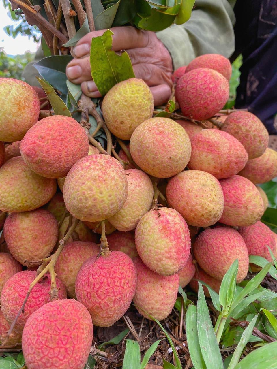 Loại quả tưởng chỉ để cho gà ăn, ai ngờ người Nhật xếp vào hàng “trái cây chữa bệnh”, bán đắt hơn nho Mỹ- Ảnh 4.