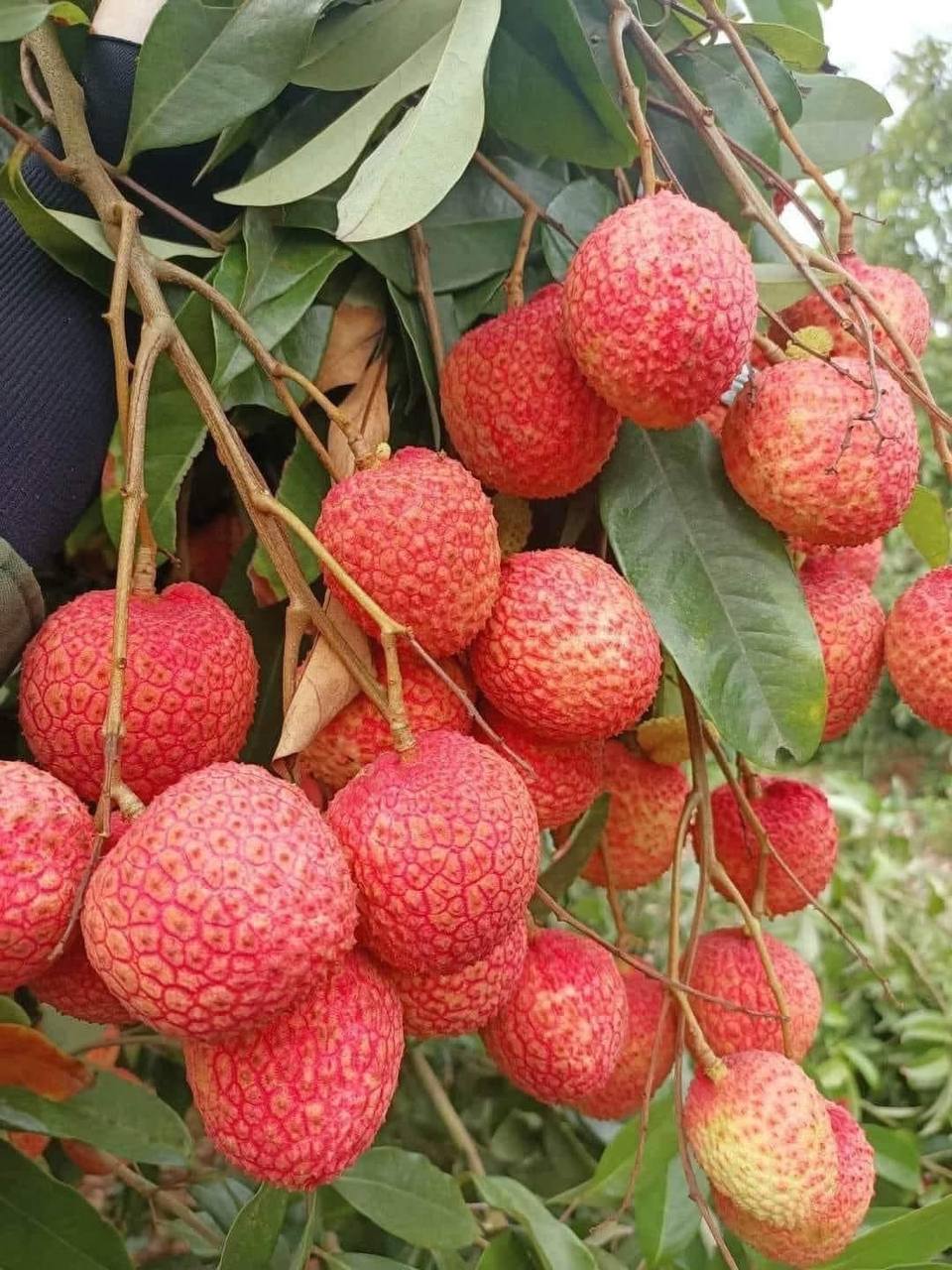 Loại quả tưởng chỉ để cho gà ăn, ai ngờ người Nhật xếp vào hàng “trái cây chữa bệnh”, bán đắt hơn nho Mỹ- Ảnh 16.