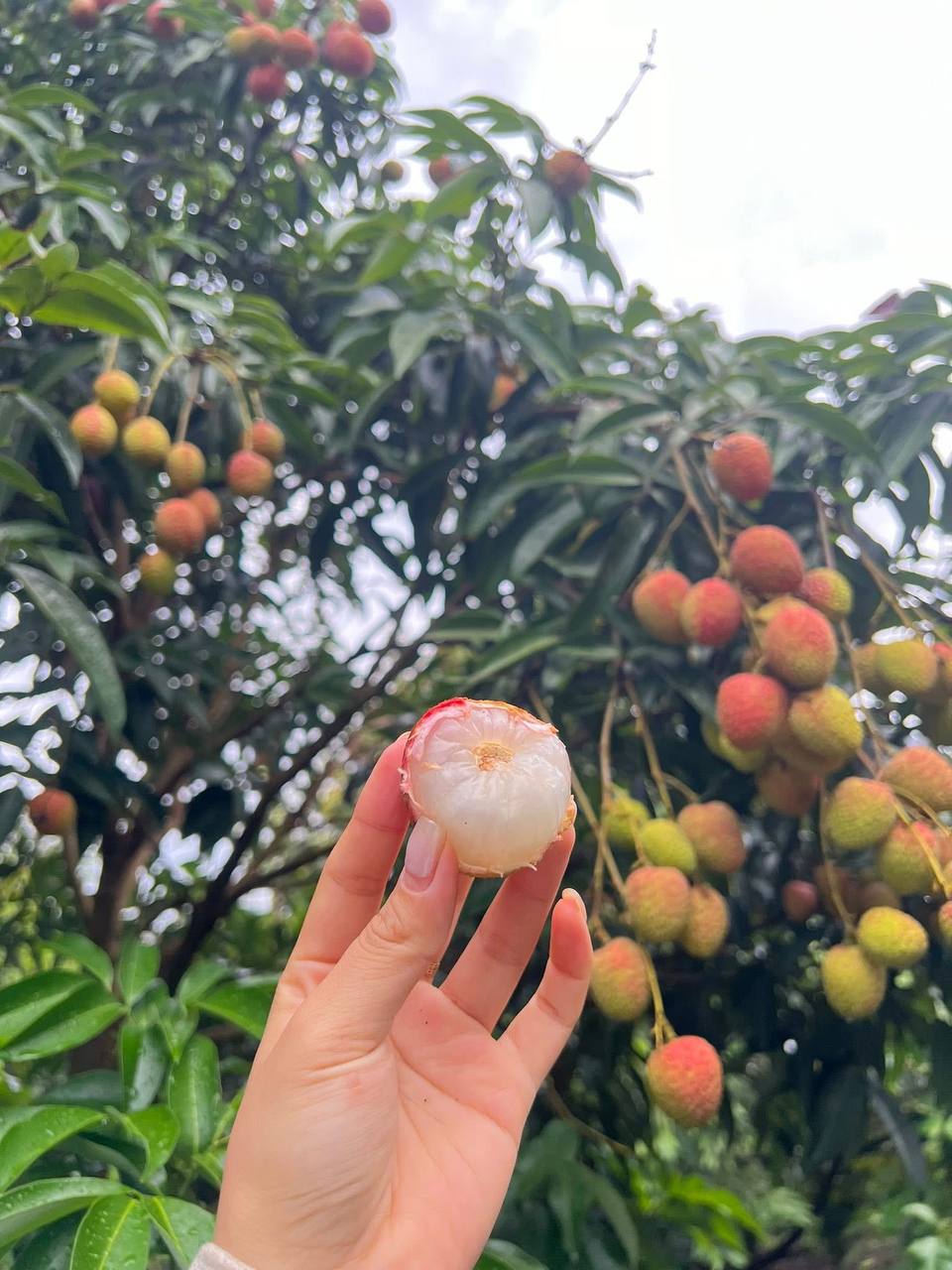 Loại quả tưởng chỉ để cho gà ăn, ai ngờ người Nhật xếp vào hàng “trái cây chữa bệnh”, bán đắt hơn nho Mỹ- Ảnh 12.