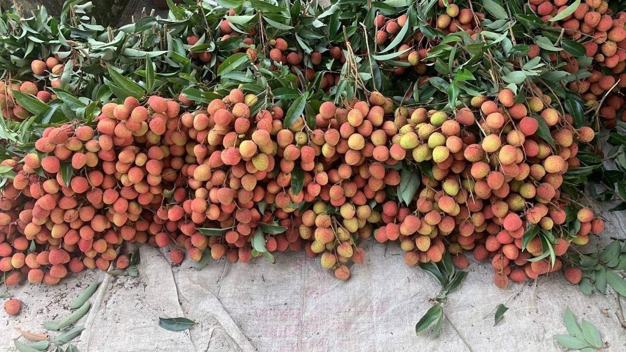 Loại quả tưởng chỉ để cho gà ăn, ai ngờ người Nhật xếp vào hàng “trái cây chữa bệnh”, bán đắt hơn nho Mỹ- Ảnh 2.