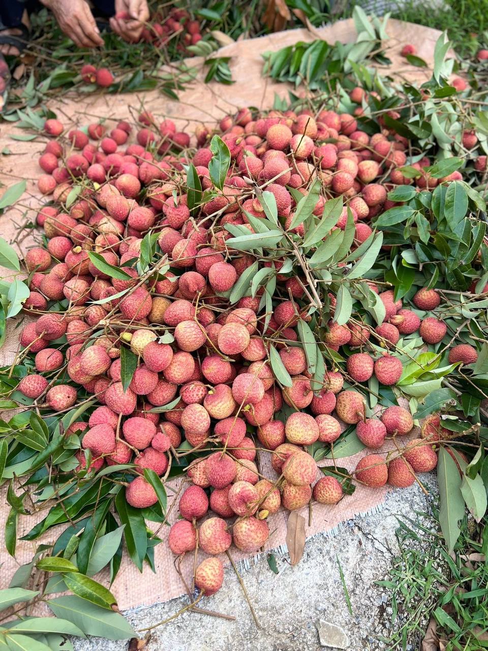 Loại quả tưởng chỉ để cho gà ăn, ai ngờ người Nhật xếp vào hàng “trái cây chữa bệnh”, bán đắt hơn nho Mỹ- Ảnh 5.