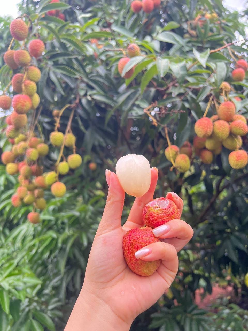 Loại quả tưởng chỉ để cho gà ăn, ai ngờ người Nhật xếp vào hàng “trái cây chữa bệnh”, bán đắt hơn nho Mỹ- Ảnh 11.