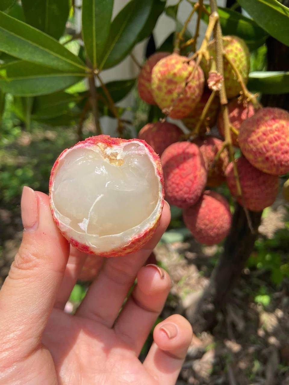 Loại quả tưởng chỉ để cho gà ăn, ai ngờ người Nhật xếp vào hàng “trái cây chữa bệnh”, bán đắt hơn nho Mỹ- Ảnh 15.