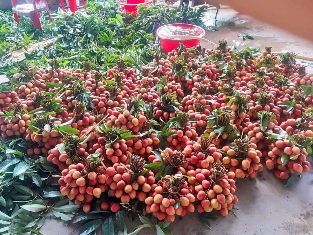 Loại quả tưởng chỉ để cho gà ăn, ai ngờ người Nhật xếp vào hàng “trái cây chữa bệnh”, bán đắt hơn nho Mỹ- Ảnh 3.