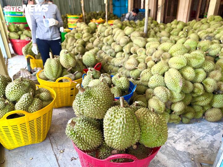 Nỗi oan sầu riêng 'nhúng thuốc'- Ảnh 1.