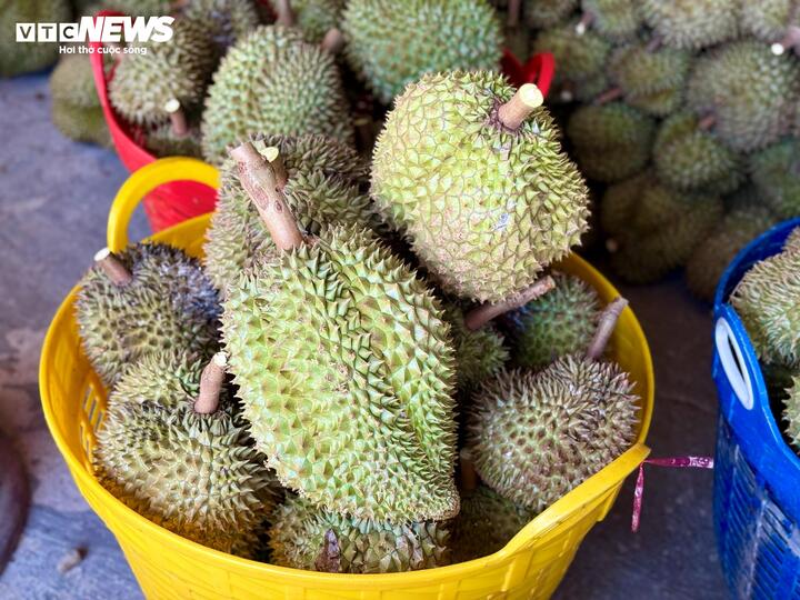 Nỗi oan sầu riêng 'nhúng thuốc'- Ảnh 5.