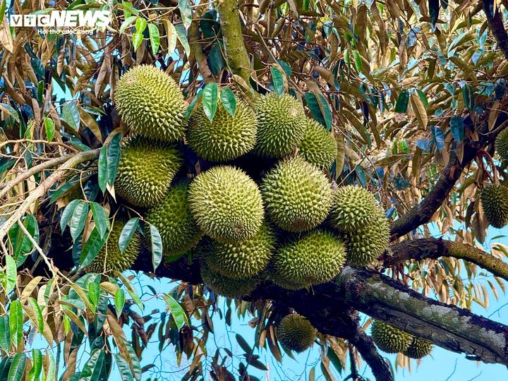 Nỗi oan sầu riêng 'nhúng thuốc'- Ảnh 6.
