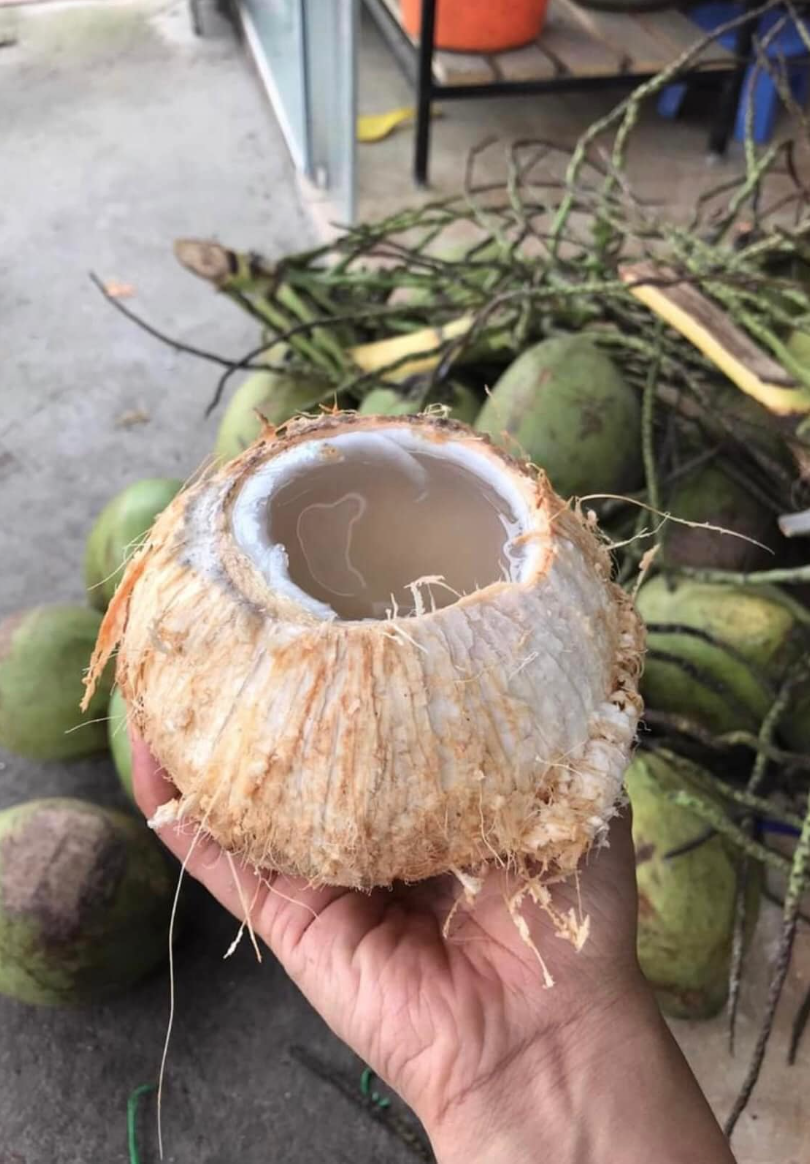 Loại quả mùa hè rẻ tiền có mặt khắp Việt Nam, không chỉ giải khát mà còn được ưa chuộng vì mát gan, thải độc- Ảnh 1.
