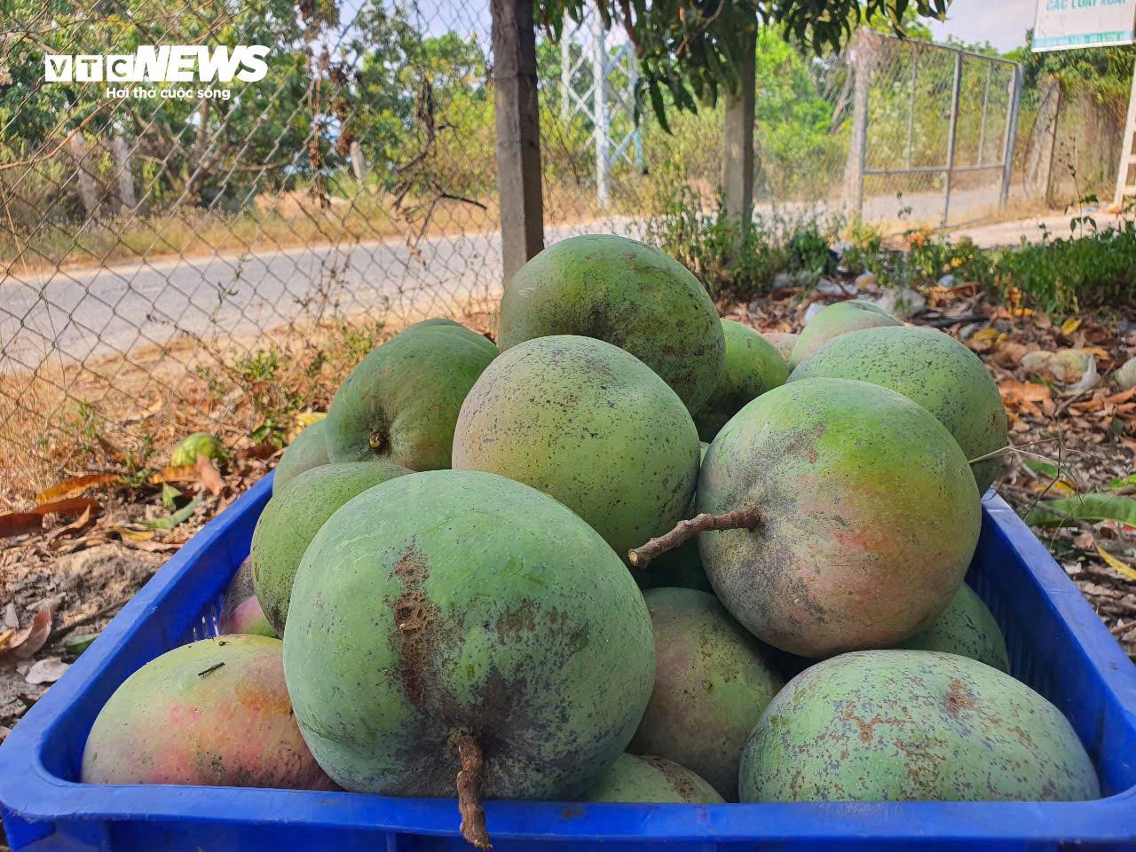 Giá xoài Úc giảm còn 1.000 - 5.000 đồng/kg, nông dân Khánh Hoà để rụng đầy vườn- Ảnh 6.