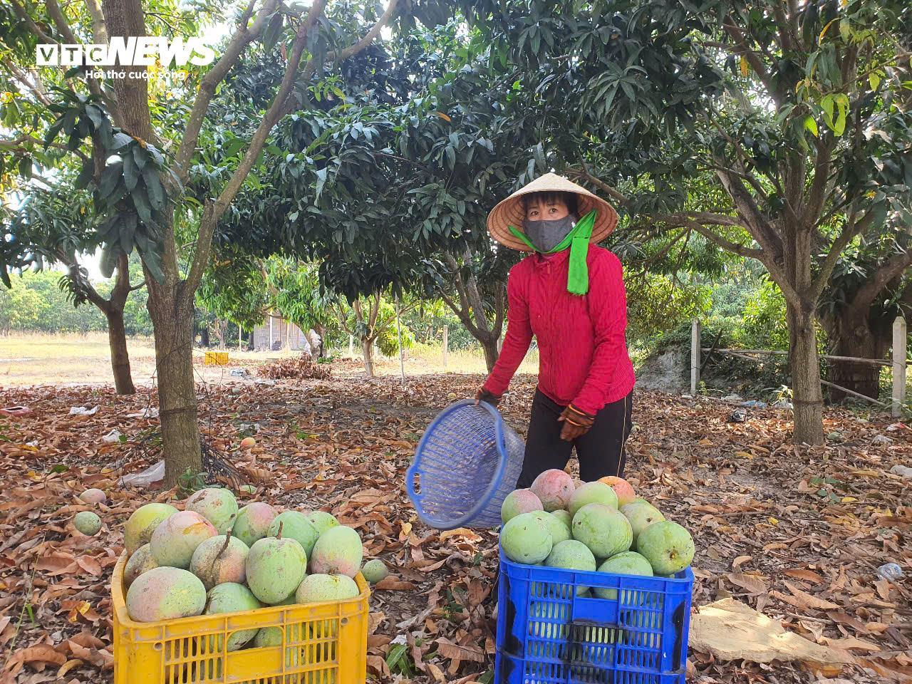 Giá xoài Úc giảm còn 1.000 - 5.000 đồng/kg, nông dân Khánh Hoà để rụng đầy vườn- Ảnh 3.