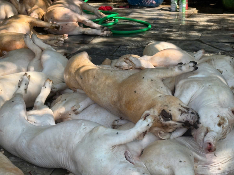 Phát hiện hơn 1 tấn thịt lợn xuất huyết ngoài da, ruồi bâu đầy chuẩn bị lên lò nướng- Ảnh 2.