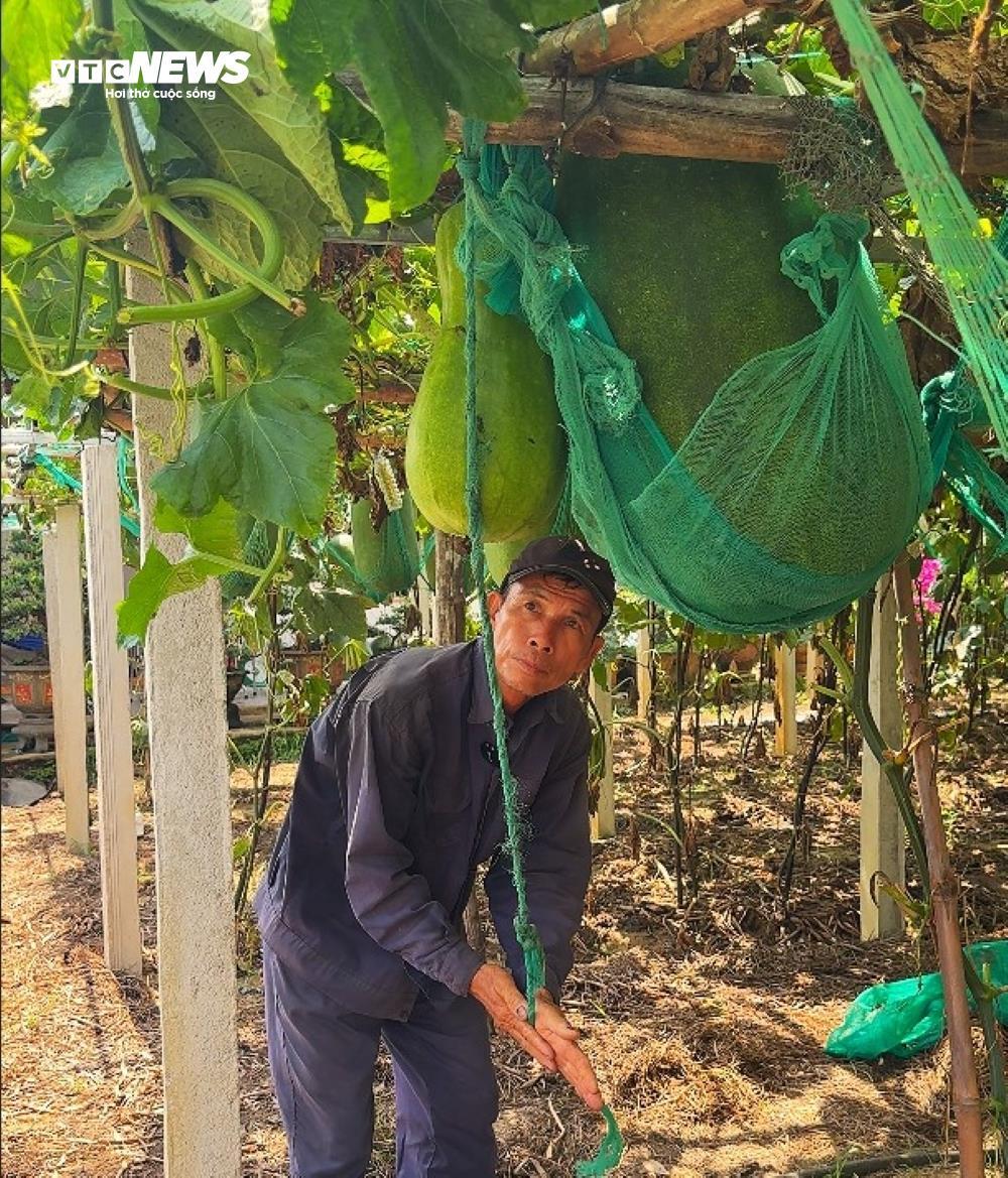 Độc lạ Bình Định: Làng trồng bí đao khổng lồ, quả nặng hơn 60kg- Ảnh 5.