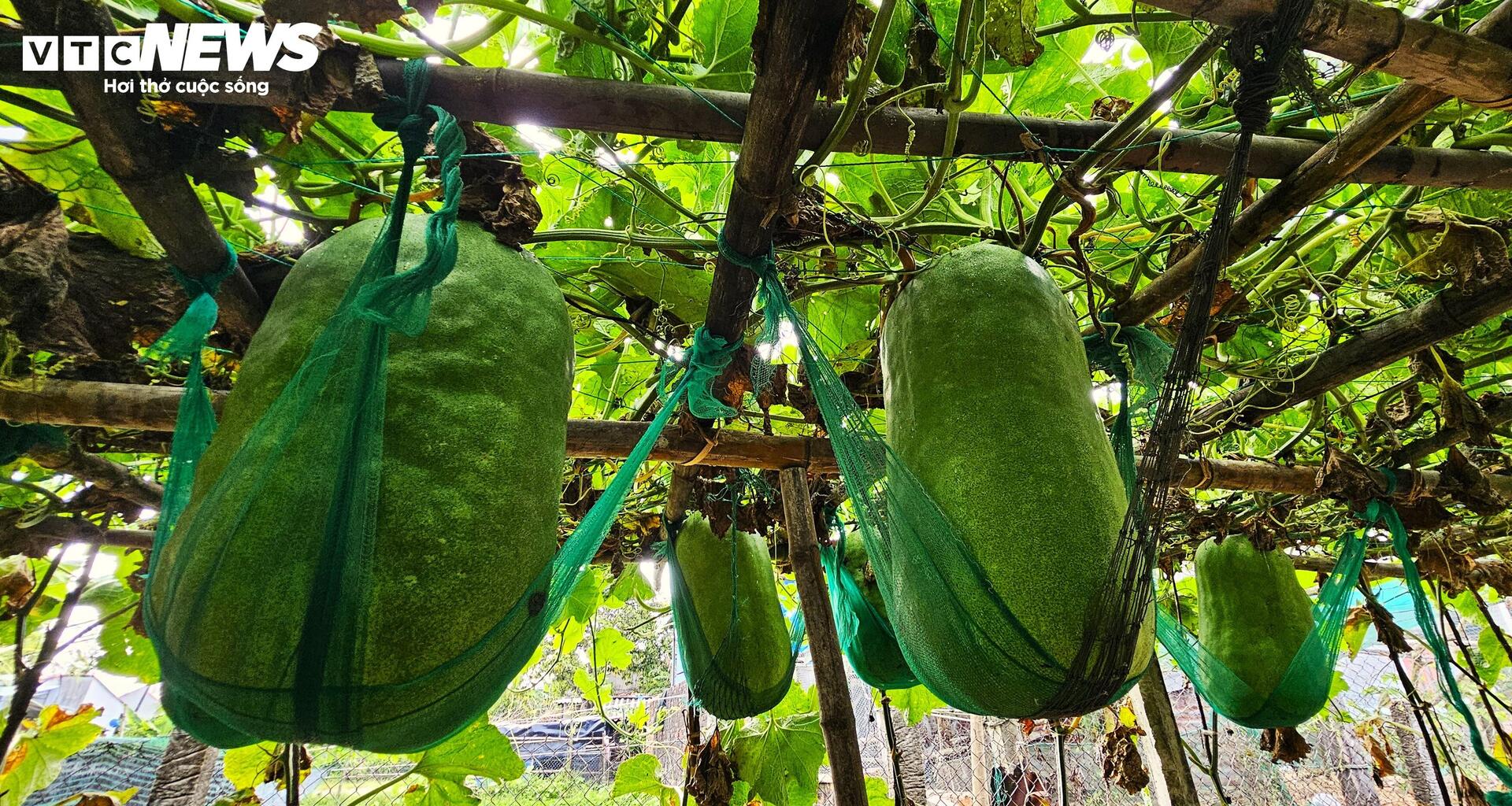 Độc lạ Bình Định: Làng trồng bí đao khổng lồ, quả nặng hơn 60kg- Ảnh 2.