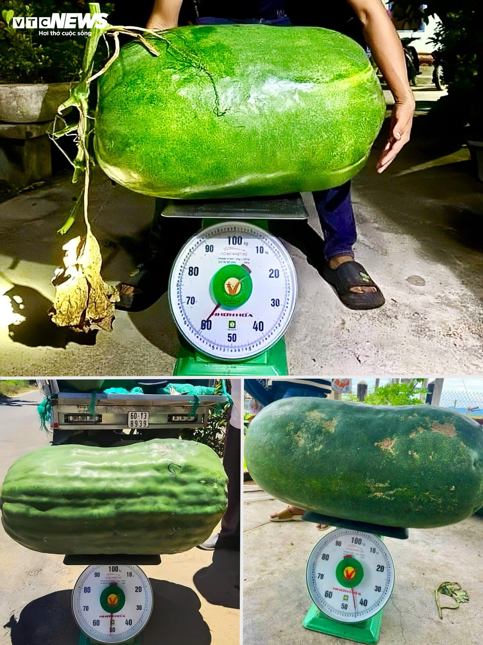 Độc lạ Bình Định: Làng trồng bí đao khổng lồ, quả nặng hơn 60kg- Ảnh 6.