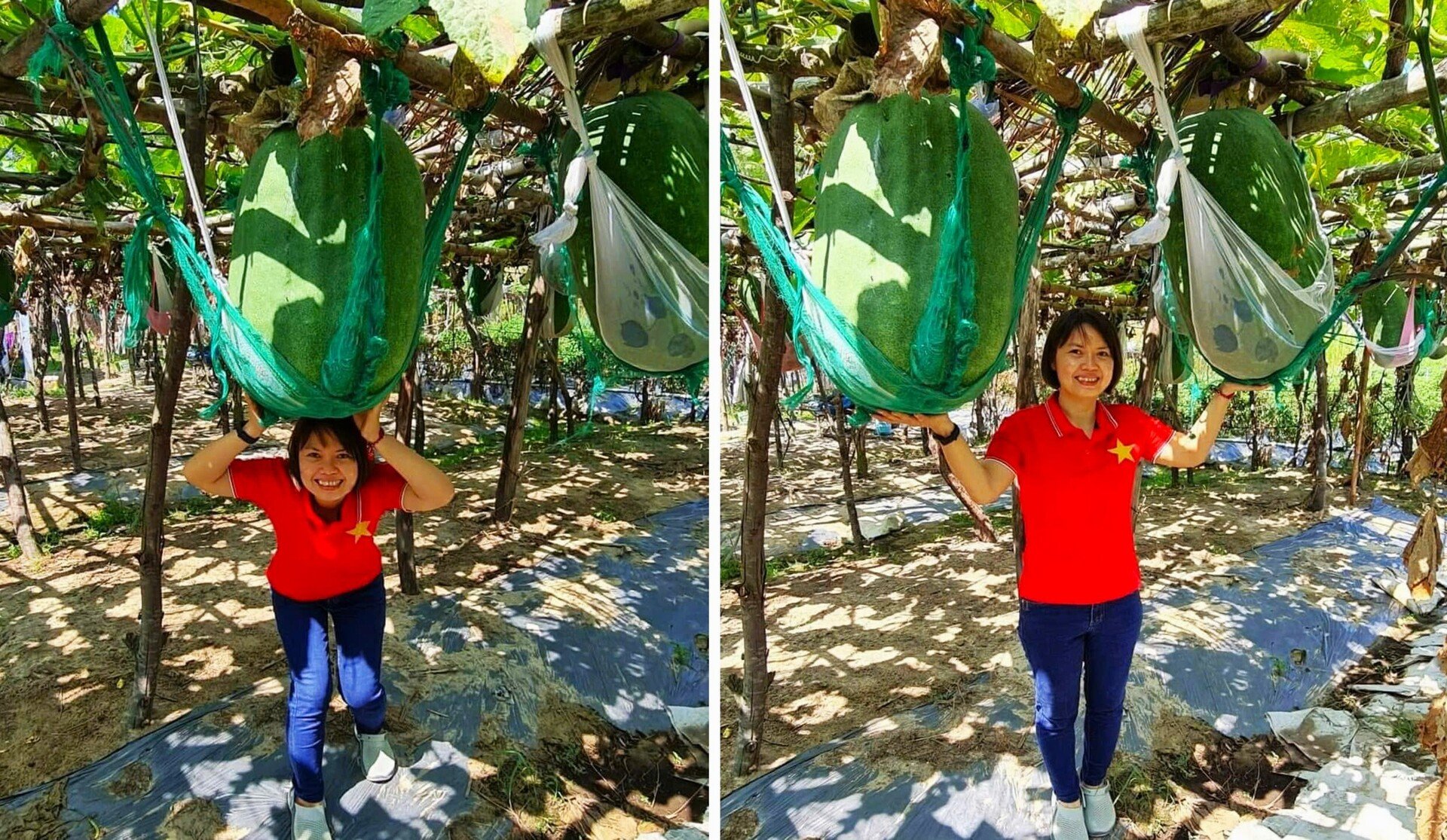 Độc lạ Bình Định: Làng trồng bí đao khổng lồ, quả nặng hơn 60kg- Ảnh 8.
