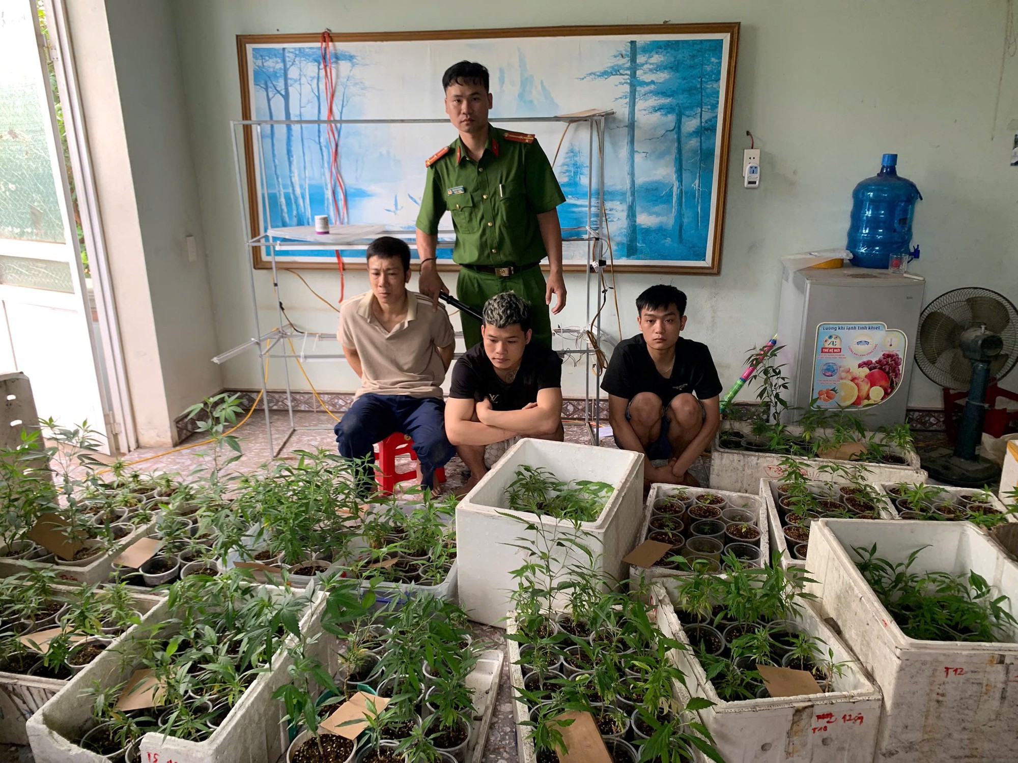 Cựu sinh viên Đại học Bách Khoa Hà Nội trồng 317 cây cần sa trong nhà- Ảnh 1.