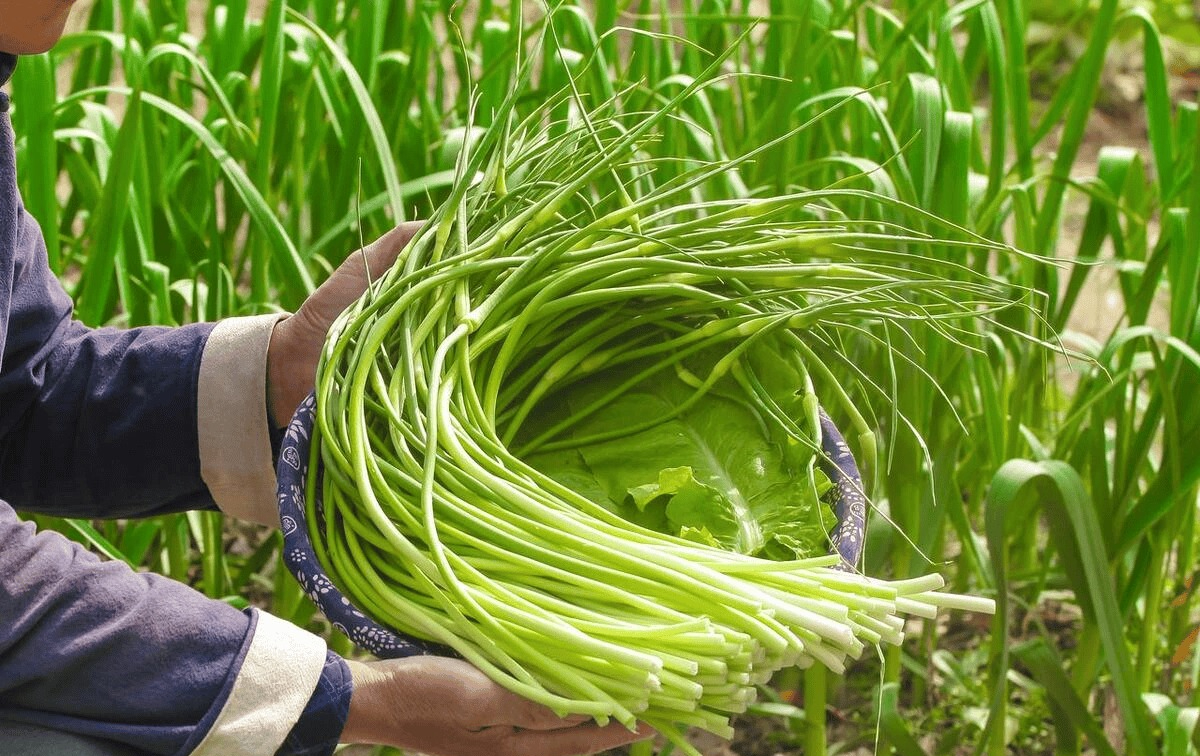 6 loại rau củ không chứa thuốc trừ sâu, bạn đi chợ cứ yên tâm MUA!- Ảnh 5.