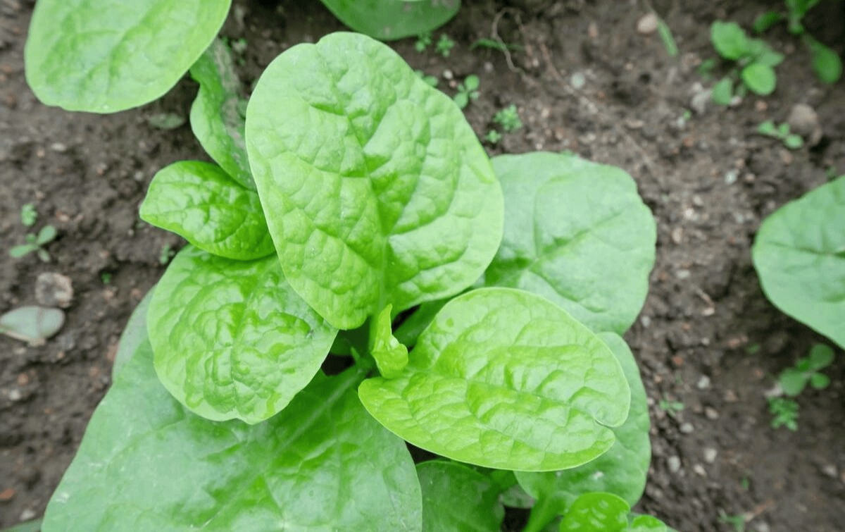 6 loại rau củ không chứa thuốc trừ sâu, bạn đi chợ cứ yên tâm MUA!- Ảnh 6.