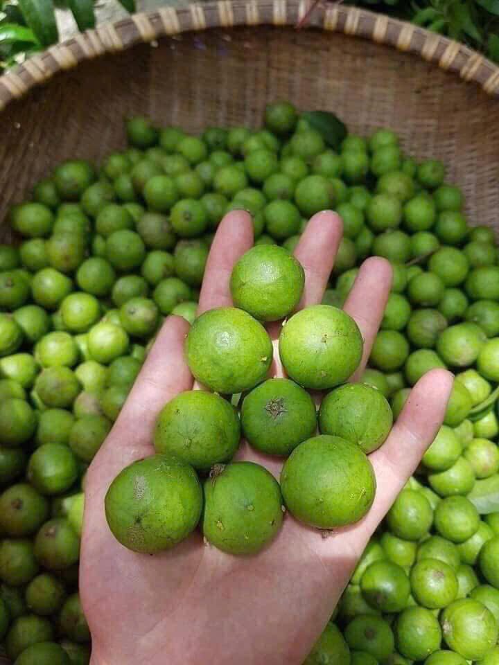 Loại quả chát xít, ngày xưa ăn với muối ớt “cho vui”, giờ thành đặc sản phố cổ Hà Nội khiến khách Tây phát cuồng- Ảnh 2.