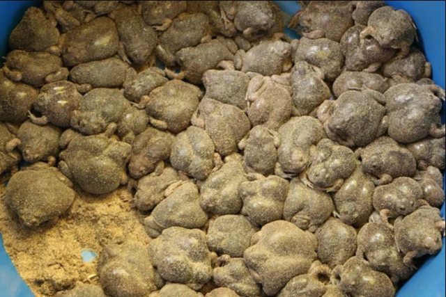 Món ăn nhìn như sinh vật lạ, nhiều người 